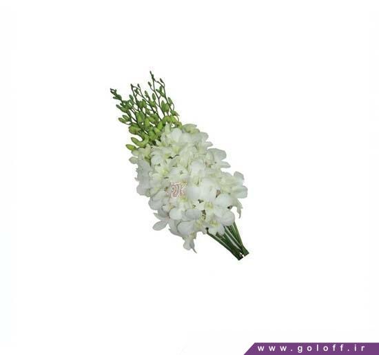 سایت گل - گل ارکیده دندروبیوم وایت لرویا - Dendrobium Orchids | گل آف